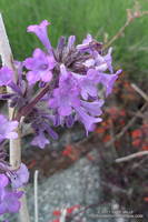 Flowers of Poodle-dog bush, a plant that causes contact dermatitis in many people.