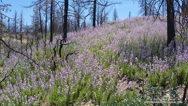 Poodle-dog bush along Angeles Crest Highway, July 30, 2011.