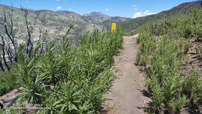 Poodle-dog bush Along the Silver Moccasin Trail at Shortcut Saddle