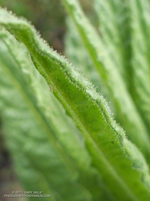 Gland-tipped hairs on Poodle-dog bush leaves