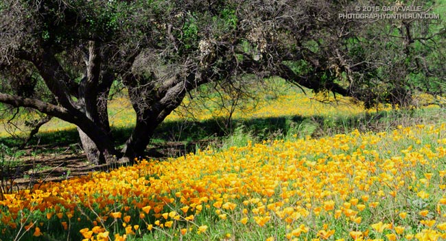 California poppies along the Two Foxes Trail in Pt. Mugu State Park