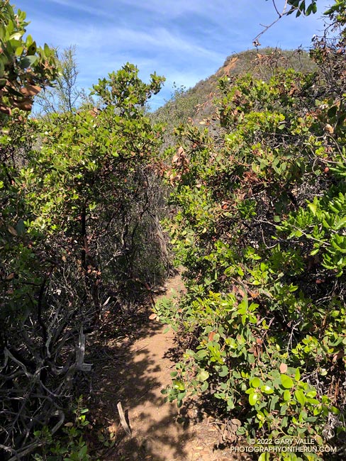 Some sections of the Rivas Ridge use trail were a little overgrown, but not to the point of having to bushwhack.