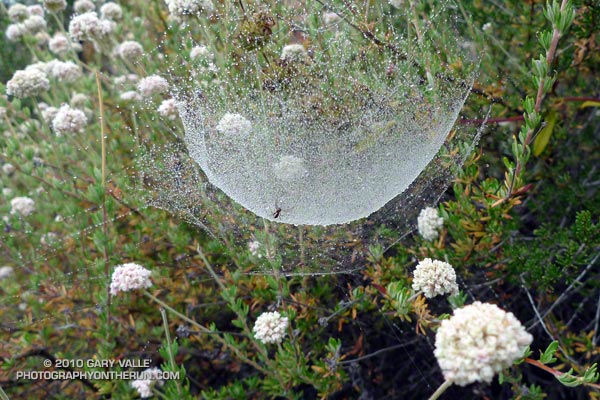 Unusual spider web in the Santa Monica Mountains