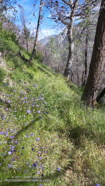 Overgrown trail in upper Bear Canyon. The blue flowers are bluehead gilia (Gilia capitata). May 21, 2011.