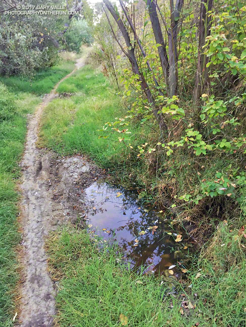 Small spring in upper Las Virgenes Canyon