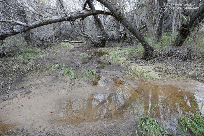 Upper Las Virgenes Creek near the Cheeseboro connector finally flowed as a result of the wet antecedent conditions and the intense rainfall on Sunday, January 22, 2017. It was not flowing when this photo was taken on January 24. There was a trickle of a flow at the next crossing downstream.