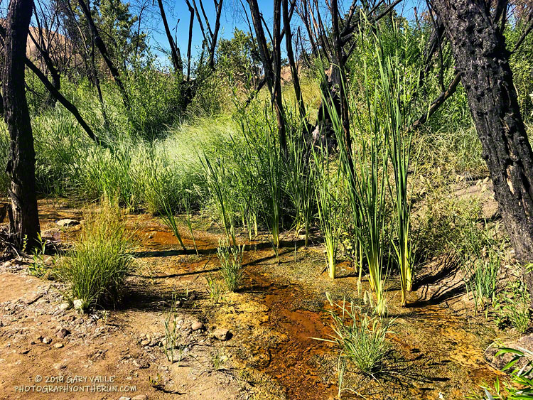 Upper Las Virgenes Creek, July 17, 2019.