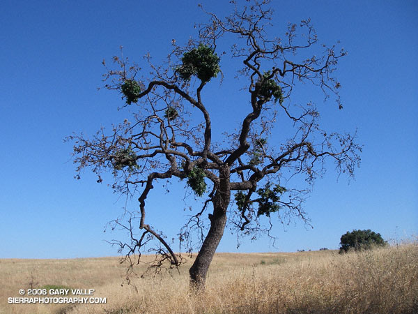 Nine months after the 2005 Topanga Fire, this Valley Oak continues the slow process of recovery.