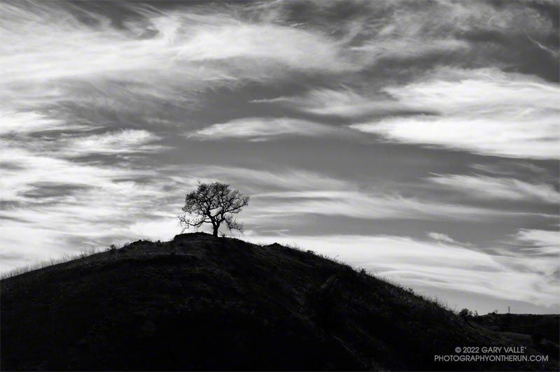 Valley Oak, Hill and Clouds - Black and white photograph