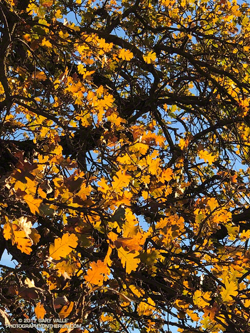 Some Fall Color to Bring in the New Year. Photography by Gary Valle'.