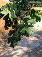 Valley oak leaves in Upper Las Virgenes Canyon Open Space Preserve (Ahmanson Ranch).