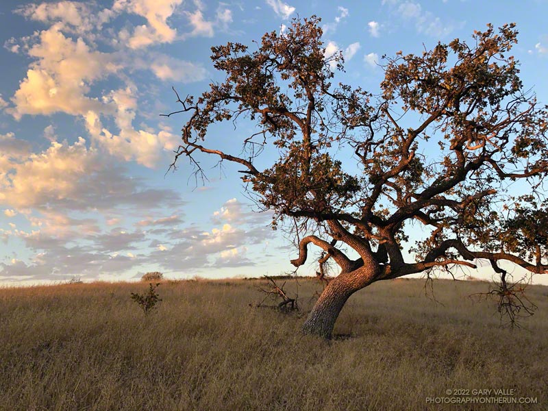 Monsoon clouds and a valley oak at sunrise on Lasky Mesa.