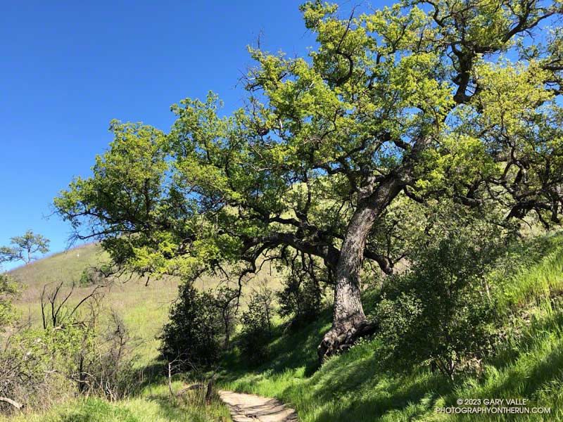 Cold weather delayed the leafing out of valley oaks at Ahmanson ranch until late March and early April 2023.