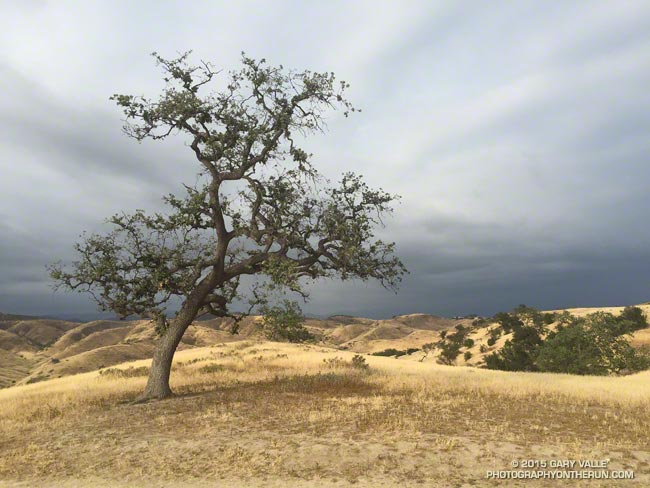 drought-stressed valley oak in Upper Las Virgenes Canyon Open Space Preserve (Ahmanson Ranch)