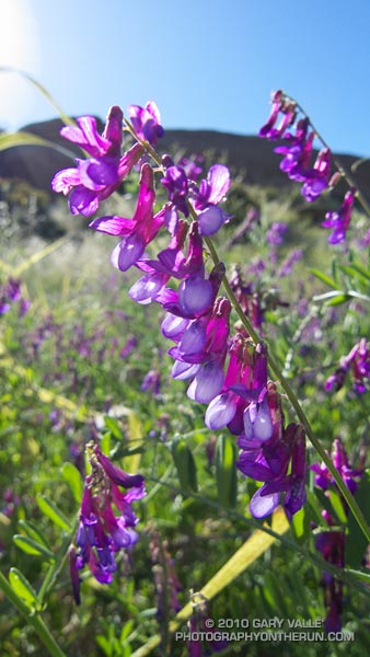 Winter vetch (Vicia villosa ssp. varia) border=0 src=