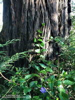 Vinca growing at the base of a coast redwood in Malibu Creek State Park