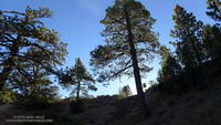 Morning sun on trees at Vincent Gap from the Manzanita Trail