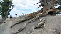 The gnarled and twisted roots of the Wally Waldron Limber Pine