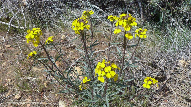 Western wallflower (Erysimum capitatum), a member of the Mustard family