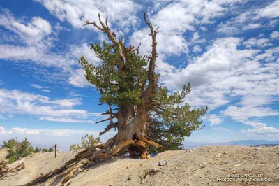 The Wally Waldron Limber Pine, near the summit of Mt. Baden-Powell.
