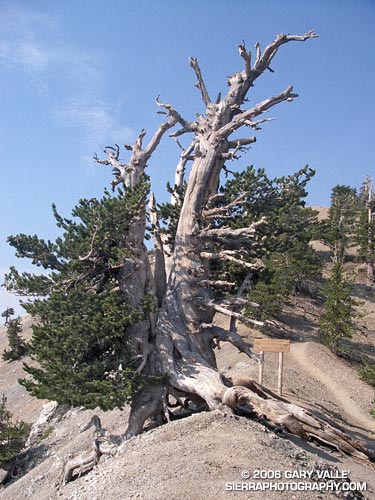 The Wally Waldron Tree, a limber pine, is estimated to be 1500 years old.
