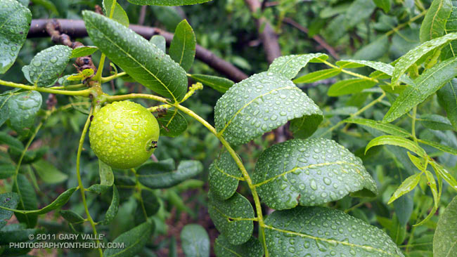 Southern California black walnut (Juglans californica)
