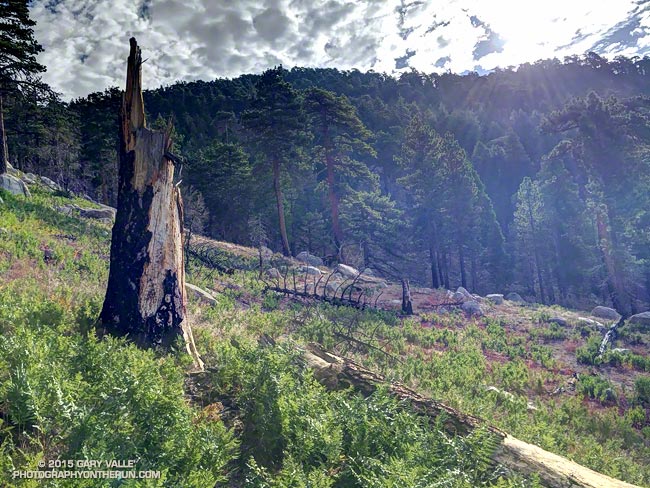 Area burned by the Station Fire on Waterman Mountain