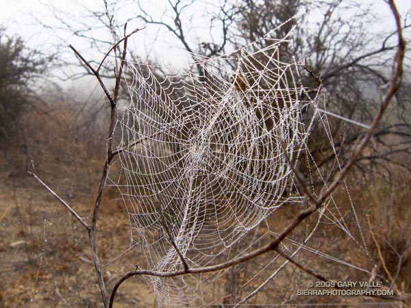 Spider web