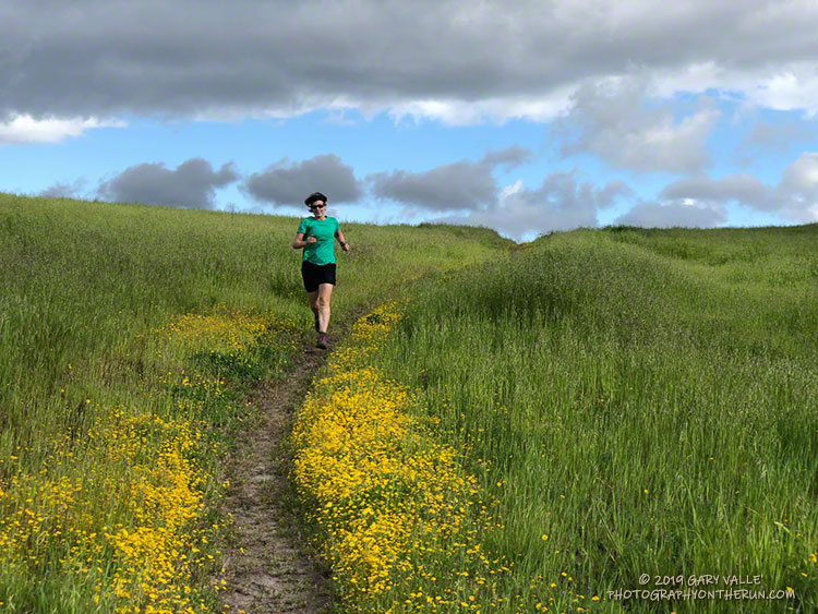 Goldfields along a trail in Upper Las VIrgenes Canyon Open Space Preserve