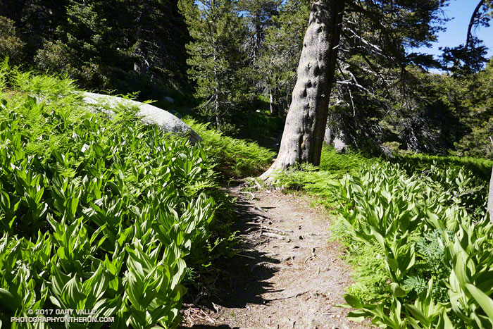 Corn lilies, ferns and a lodgepole pine along the Wellman Divide Trail at Wellman Cienaga.