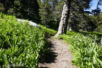 Corn lilies and ferns along the Wellman Divide Trail.