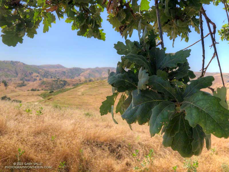 Blue oak-like leaves of an unusual oak in in Upper Las Virgenes Canyon Open Space Preserve (Ahmanson Ranch).