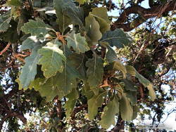 Blue oak-like leaves of the unusual oak on the western margin of Lasky Mesa.