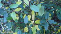 Western chokecherry (Western choke cherry) along the Manzanita Trail.