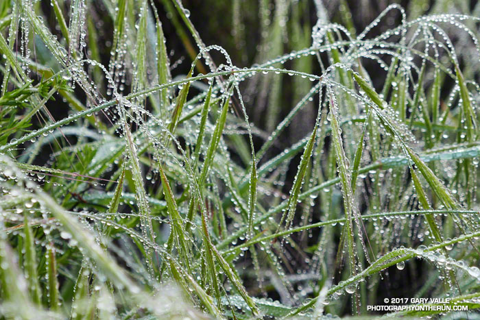Water droplets on grass near Temescal Peak