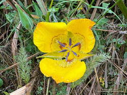 A stunning yellow mariposa lily along the Guadalasca Trail in Point Mugu State Park. (thumbnail)