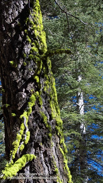 Wolf lichen (Letharia vulpina) on white fir