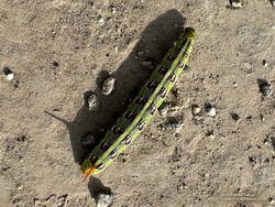 The impressively colored and patterned lime green caterpillar of the white-lined sphinx moth.