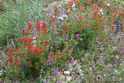 Trailside wildflower garden on the Bear Canyon Trail.