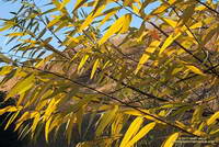 Turning leaves of a willow in East Las Virgenes Canyon. December 28, 2017.