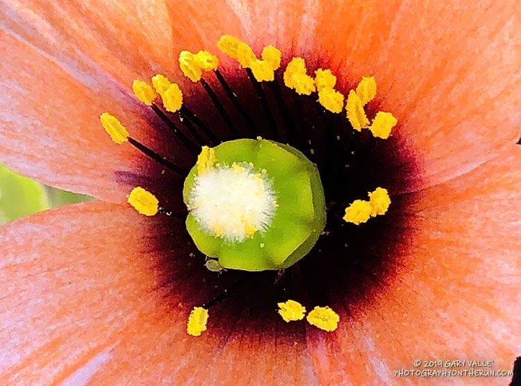 Form and color of a wind poppy.