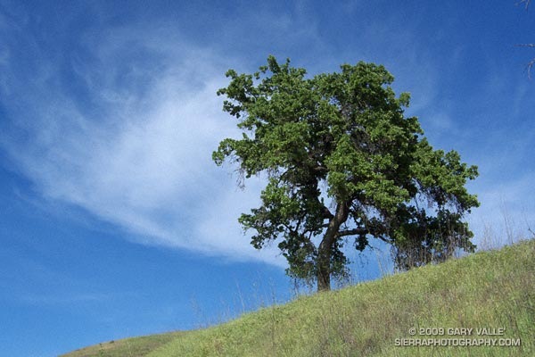 Valley Oak and Cloud at Ahmanson Ranch