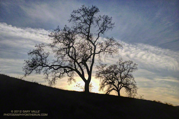 Valley oaks and clouds near sunset