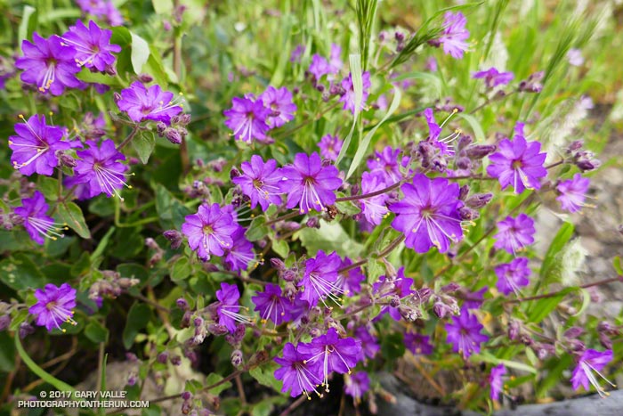 Wishbone bush (Mirabilis californica) along the Old Boney Trail segment of the Backbone Trail