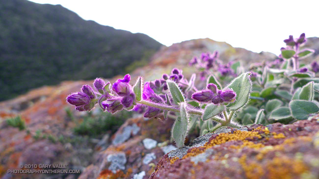 Wishbone bush (Mirabilis californica)