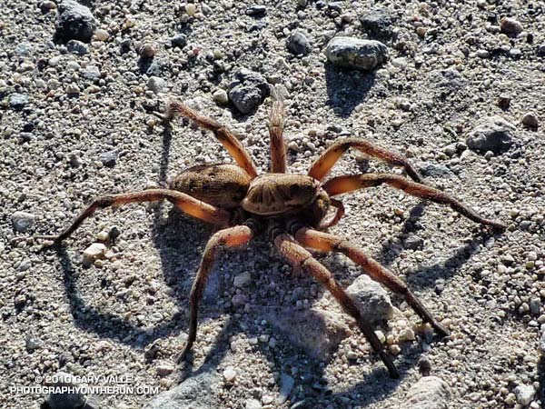 Wolf spider (probably Schizocosa mccooki)