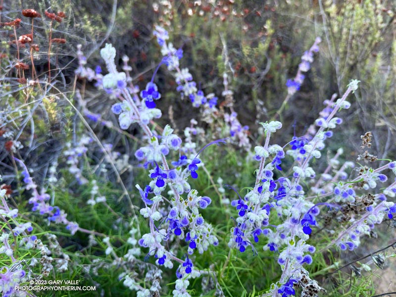 Woolly Bluecurls blooming out of season along the Ken Burton Trail, in the San Gabriel Mountains.
