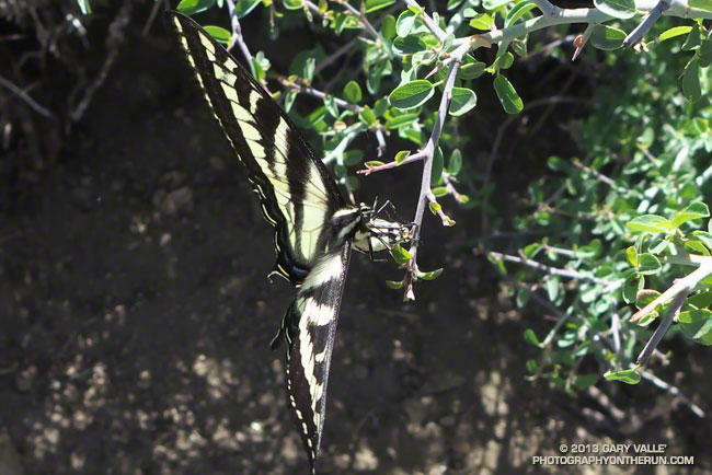 Western Tiger Swallowtail Laying Eggs on Snow Bush