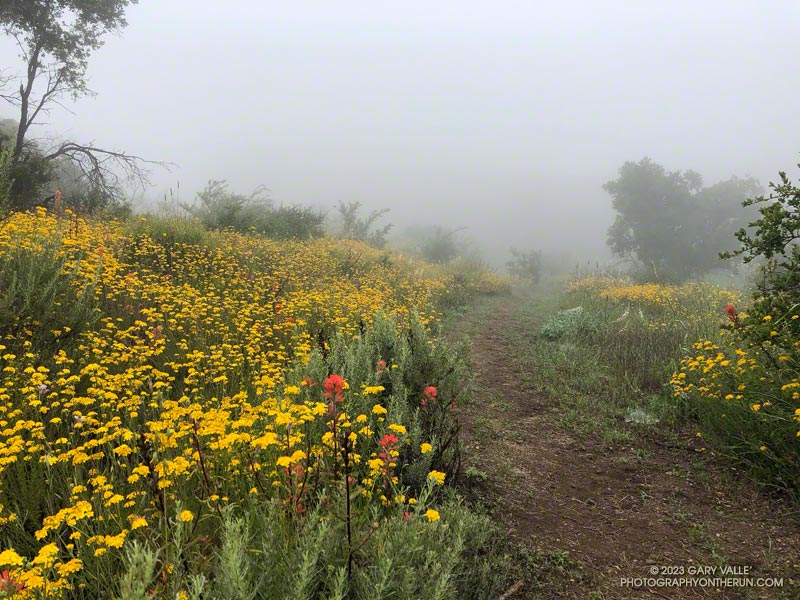 Yarrow and paintbrush along the Old Boney Trail in Pt. Mugu State Park.