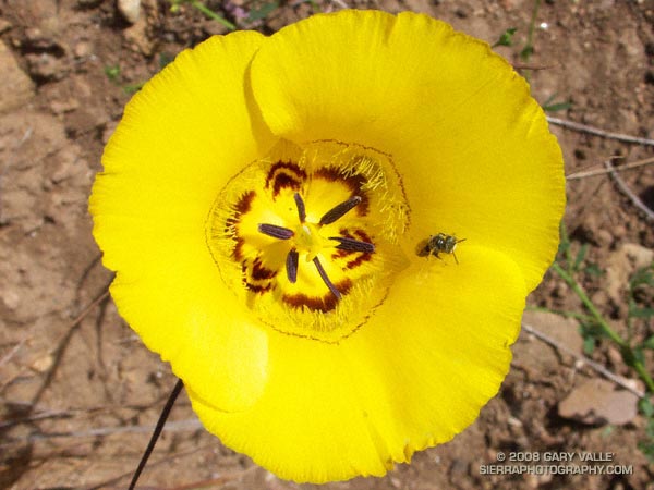 Clubhair mariposa lily (Calochortus clavatus).